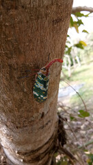 little natural life are alway amazing