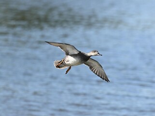 Close-up shot of a male gadwell in flight with wide open wings over the lake