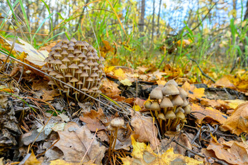 Autumn landscape with forest mushrooms.