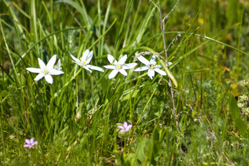 Close-p of star of bethlehem flowers with selective focus on foreground