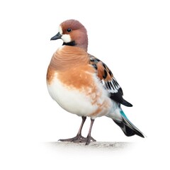 American wigeon bird isolated on white. Generative AI