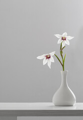 Gladiolus Muriel or acidanthera in white vase on white background