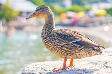 Mallard duck standing the shore by the water, beach in the background, lake Wolfgangsee, Austria