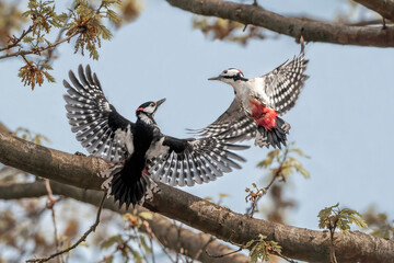 Epic Battle of two great spotted woodpeckers fighting over their territory in flight with their wings spreid bird real photograph