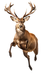 jumping deer on isolated transparent background