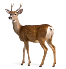 Zelfklevend Fotobehang deer on isolated background © FP Creative Stock
