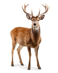Naklejka na ściany i meble deer stag isolated on transparent background