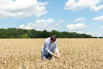 Naklejka na ściany i meble A male farmer checks the quality of the sown wheat on a sunny summer day, summer field work, a field with wheat