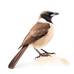 Brown jay bird isolated on white. Generative AI