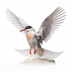 Elegant tern bird isolated on white. Generative AI