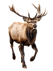 male elk bull walking on isolated background