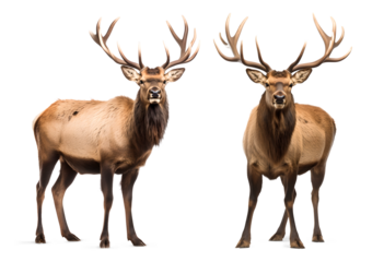 elk image set on isolated background