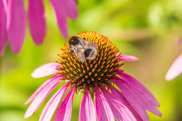 A closeup shot of a bee collecting pollen on a purple echinacea flower