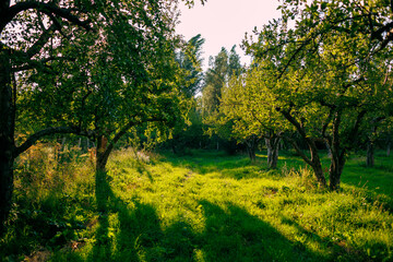 apple orchard. garden with green apple trees.