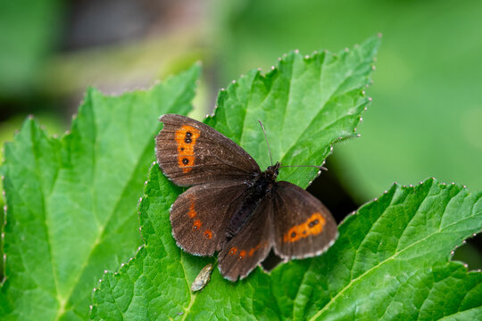 A butterfly called the Moir&eacute; frange-pie or Large Ringlet (species Erebia euryale) in the French Alps in the Parc de la Vanoise in summer.
