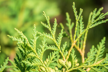 Green branches and young leaves of a thuja tree.