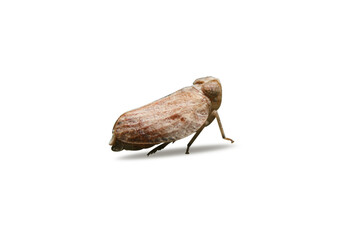 Dicut of Brown planthopper on white background. the  Nilaparvata lugens (Stal) isolate with clipping path. - obrazy, fototapety, plakaty