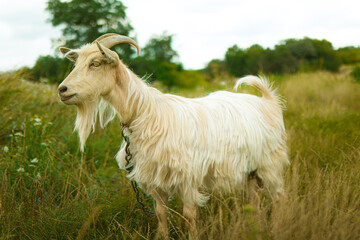 Obraz premium home farm. goats breeding. goat milk.cute goas.home goats farm.funny goat.beautiful goat. animal care.home farm.love for animals.funny animal.pet walks in nature. cattle.cattle are grazing.bio-farm.