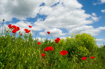 Maki_2023_6