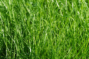 Prato verde - dettaglio