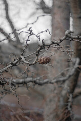 One cone on a tree. Autumn sadness concept