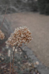 Obraz premium Beautiful autumn flower in a autumn or winter scenery