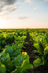 Rows of sugar beet field with leafs of young plants on fertile soil. Beetroots growing on agricultural field. The concept of agriculture, healthy eating, organic food. Agriculture.