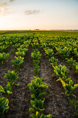 Rows on a agricultural field on which grows young beets for sugar production. Agriculture.