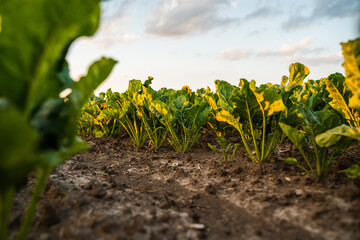 Endless green field of sweet sugar beet growing with sunset sky background. Selective focus. The concept of agriculture, healthy eating, organic food. Agriculture.