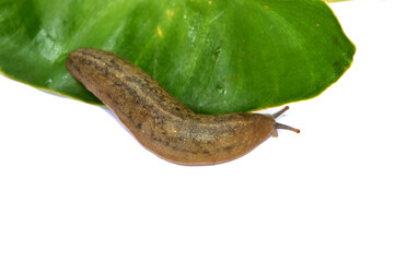 snails of form veronicella cubensis walk on leaf