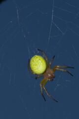 Spider Araniella cucurbitina in close up - 631445005