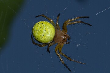 Spider Araniella cucurbitina in close up - 631445007