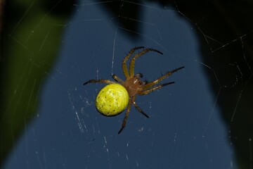 Spider Araniella cucurbitina in close up - 631445026