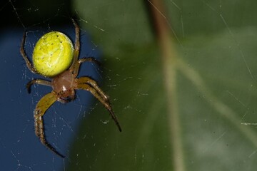 Spider Araniella cucurbitina in close up - 631445031