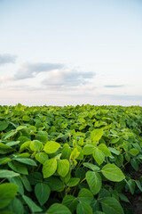 Green leaves of a soybean plant close-up on the background of an agricultural soy bean field....