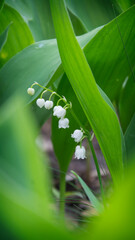 Blooming lily of the valley in the spring forest.
