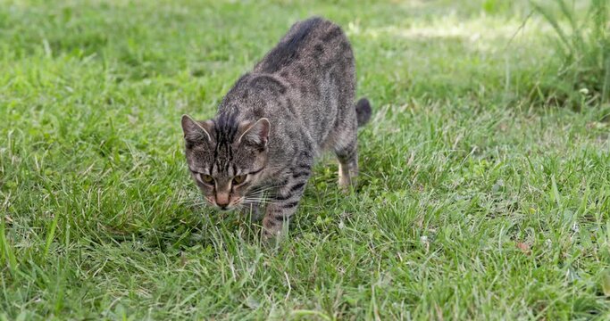 Slow motion view of a cat sniffing a freshly cut lawn.