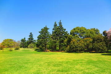 Obraz premium 広々とした原っぱと緑生い茂る木々の風景1