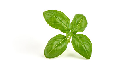 Fresh organic basil leaves, isolated on white background.
