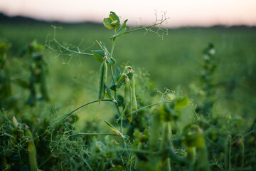 Peas field. Close up mature pods of peas ready to harvest. Gardening background with green plants in summer. Selective focus.