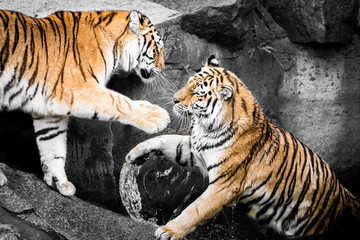 Zwei Tiger im Wasser