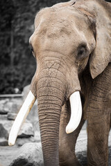 Obraz premium Elefant im Zoo