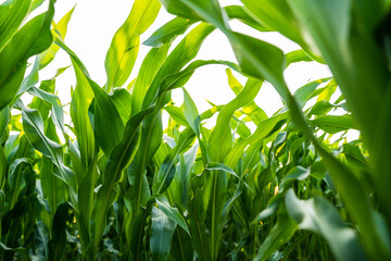 Closeup of maize corn leaves in the agricultural plantation in the daylight. Young green cereal...