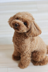 待てをするトイ・プードル