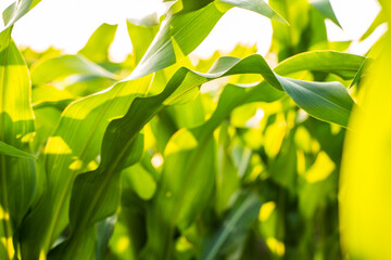 Corn leaves in a corn plantation. Main focus on a maize leaves. Young and green corn field during the summer. Concept of agricultural, produce, maize and farming.