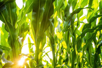 Closeup view of maize corn leaves the agricultural plantation in the daylight. Young green cereal...
