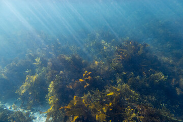 Seaweed reef under the sunlight in the ocean.
