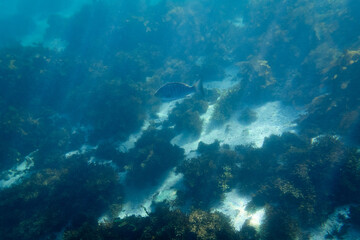 A fish swimming in the deep ocean.