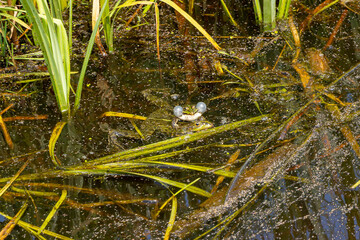 Mating frogs in a ditch