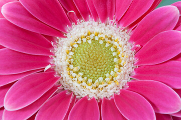 pink gerber daisy close up, macro.